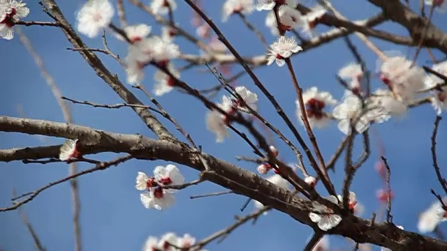 杏色花。白色的花朵盛开在春天