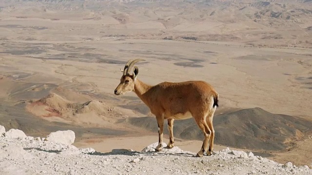 Makhtesh Ramon边缘的努比亚野山羊。