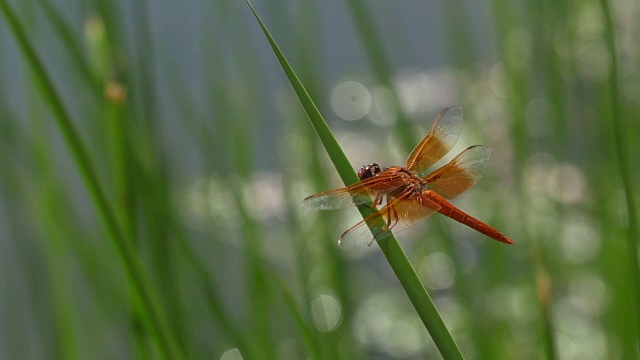 橙色的蜻蜓