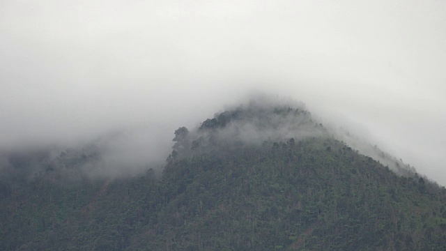 详情图-4K镜头的热带雨林与迷雾森林雾的特写