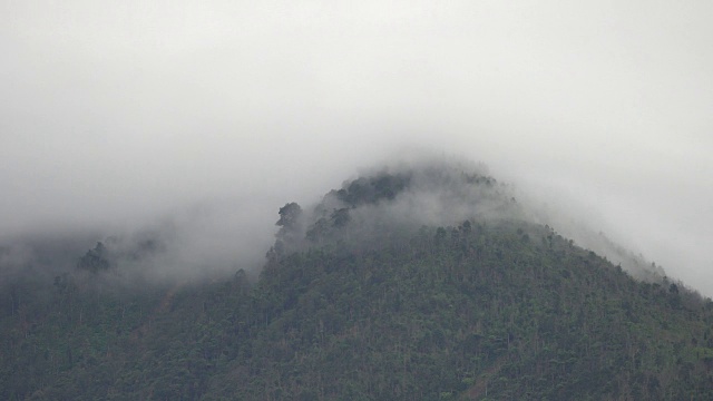 详情图-4K镜头的热带雨林与迷雾森林雾的特写