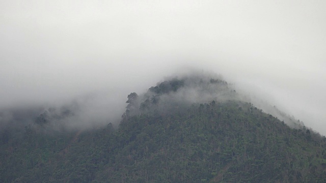 详情图-4K镜头的热带雨林与迷雾森林雾的特写