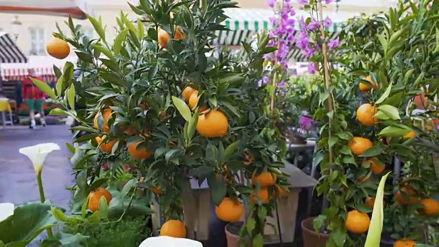 人们检查各种各样的植物，并在花园市场上购买