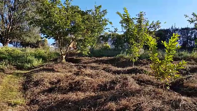 印度东北部郁郁葱葱的绿色森林和植被