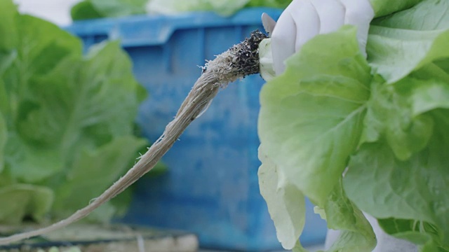 在温室中收获水培莴苣