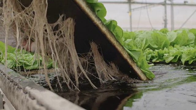 温室中漂浮在水面上的水声格