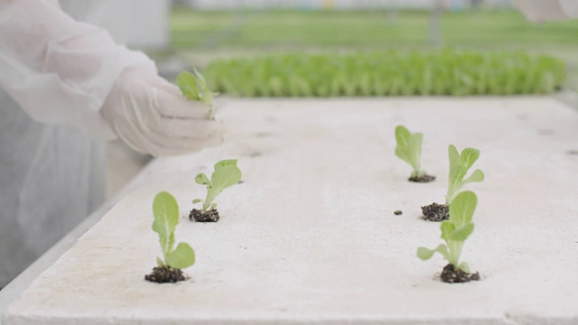 工人们在温室里种植水培莴苣