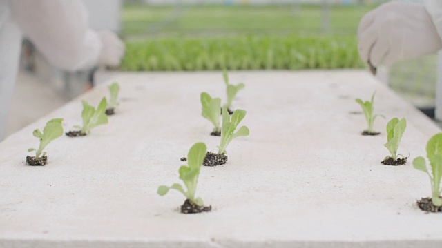 工人们在温室里种植水培莴苣