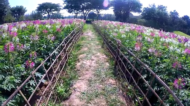 宇宙花田里的走道