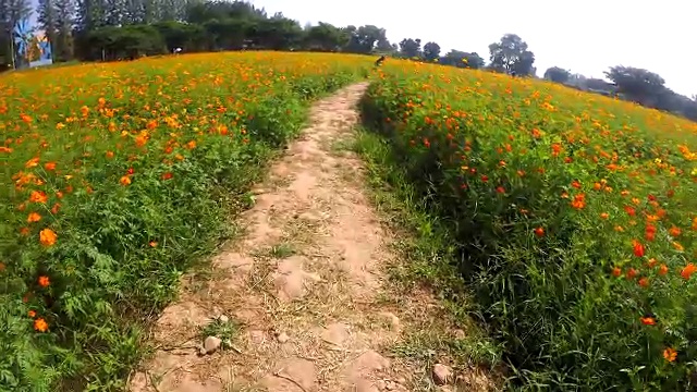 宇宙花田里的走道