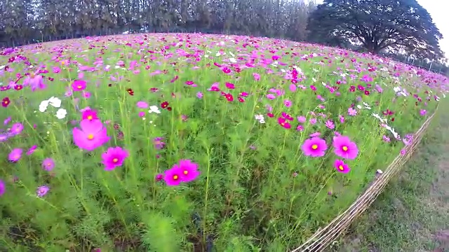 宇宙花领域