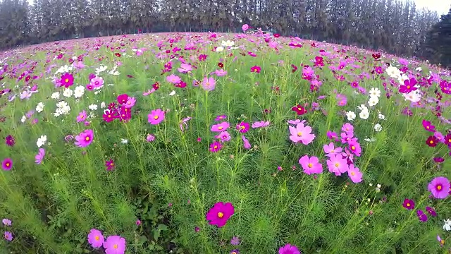 宇宙花领域