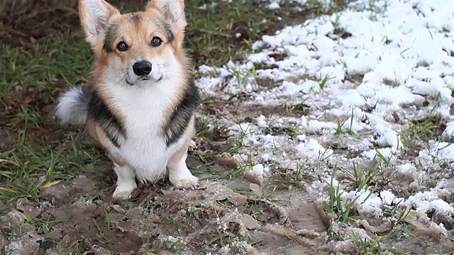 威尔士柯基犬彭布罗克在美丽的冬日森林里散步。