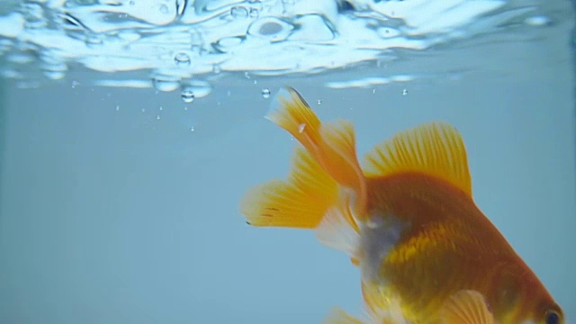 金鱼掉进水族馆蓝色的水里，许多泡泡浮到水面上