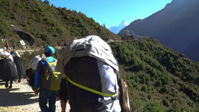 喜马拉雅山上的搬运工和牦牛