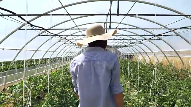 一个漂亮的女孩戴着草帽，戴着粉色橡胶手套，正在检查温室里的蔬菜。概念:生物产品、天然产品、新鲜、美味、水果、蔬菜、种植、水、植物。