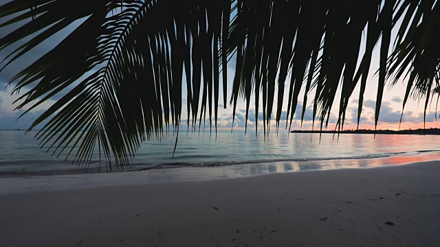 热带岛屿海滩上的日出和棕榈叶，视频