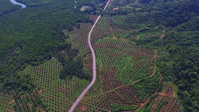 那座大山被砍得地面上种的棕榈树看起来像楼梯