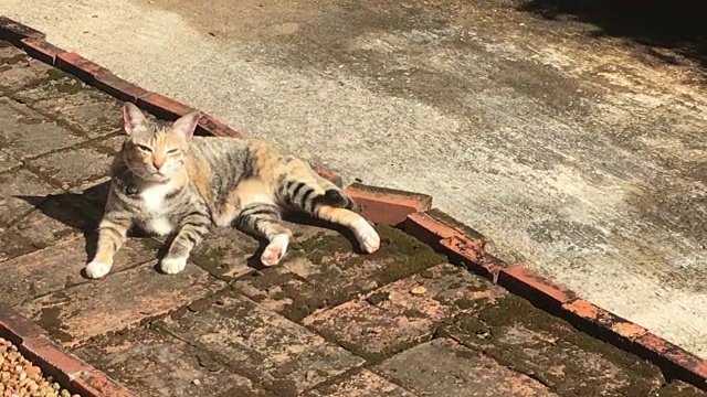 夏日阳光下的猫