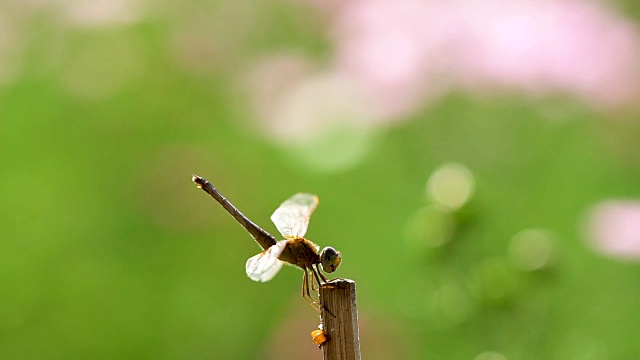 绿色背景上的蜻蜓