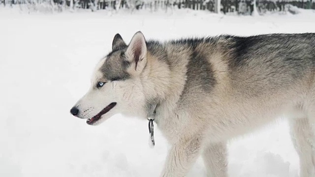 西伯利亚哈士奇雪橇犬在雪地里的户外森林冬季公园的慢动作