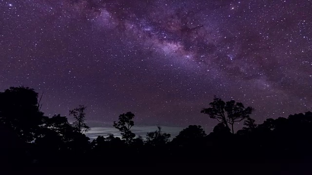 夜空中树木轮廓的低角度视图
