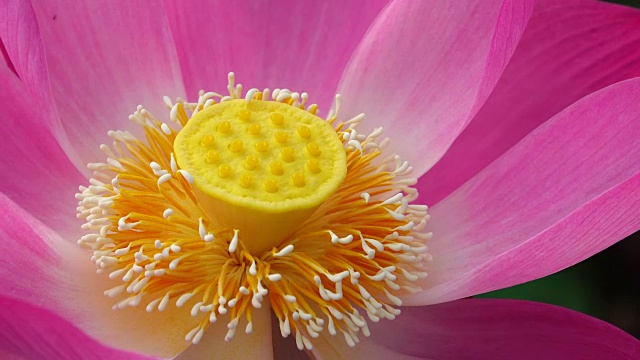 粉红色的莲花