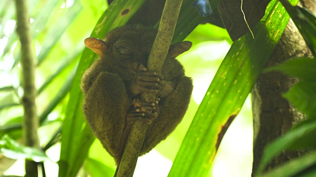 有趣的菲律宾眼镜猴Tarsius syrichta。保和菲律宾