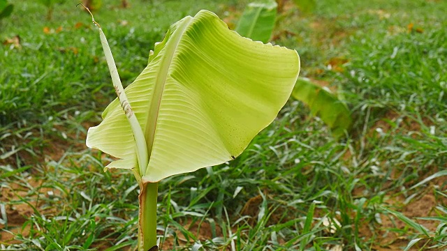 热带种植园的年轻木瓜树