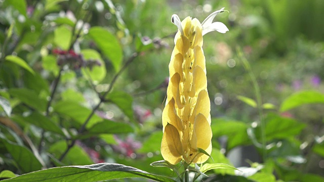 虾类植物(Justicia brandegeeana)。金虾或棒棒糖植物(黄萝卜)特写