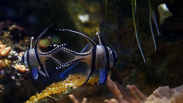 Banggai Cardinal Fish, Pterapogon kauderni，实时4K