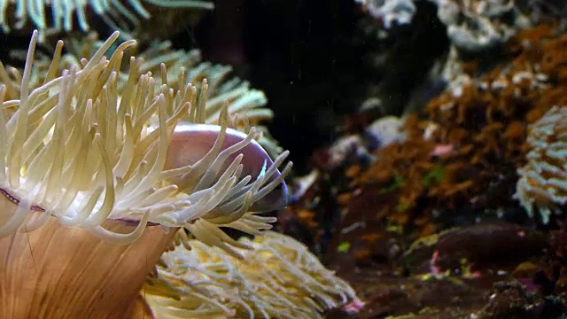 粉色海葵鱼，海葵周围，站在海葵附近，实时4K