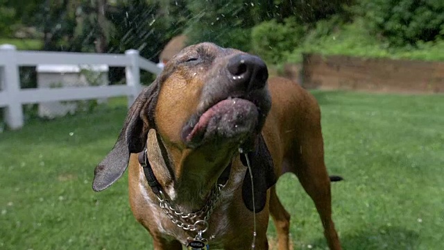 大型猎浣熊犬在慢动作中从软管中饮水