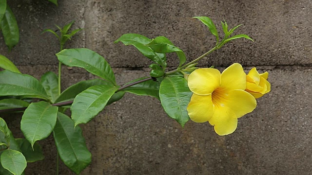 一个园丁用剪刀剪黄花。