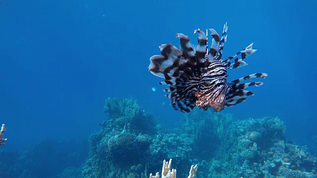 珊瑚礁和美丽的鱼。海洋中的水下生物。