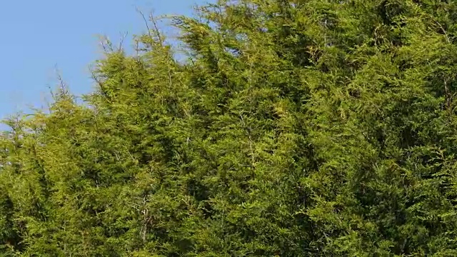 Leyland Cypress, cuprocyparis leylandii，诺曼底，实时4K