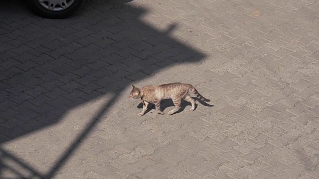 乔治亚州的街道上走着一只猫