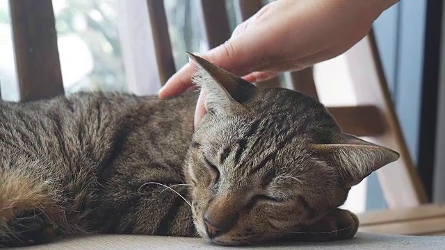 在椅子上用手抚摸猫的脖子
