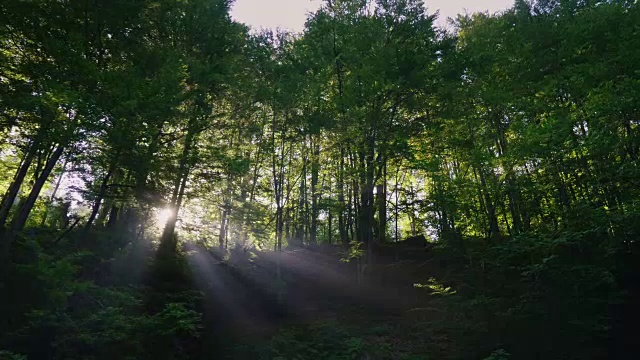 早晨的阳光穿过森林的树木。替身拍摄