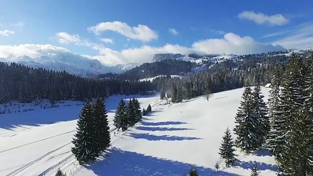 鸟瞰图的积雪森林与高松树和道路在冬天。