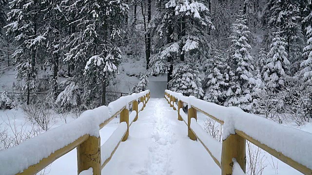 白雪覆盖的树木和桥梁