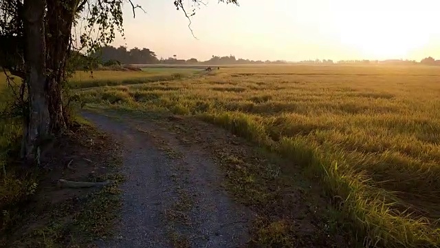 无人机沿两条稻田旁的小径鸟瞰，停在一棵大树前