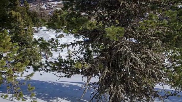 在冬季阿尔卑斯山脉的雪林里，多莉用雪枕头拍摄松树