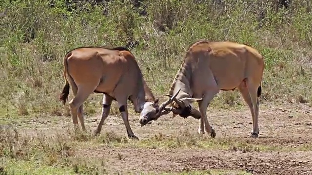 角兰，牛头tragus oryx，雄性战斗，内罗毕公园在肯尼亚，马赛马拉公园在肯尼亚，实时4K