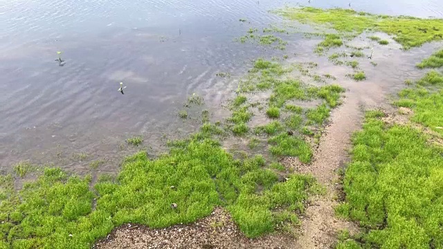 湿地