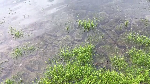 湿地