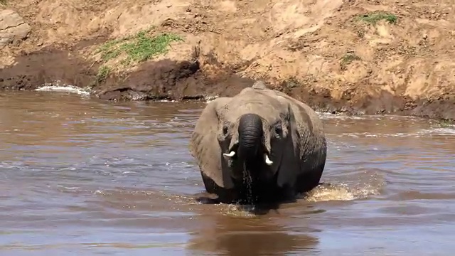 非洲象，loxodonta africana，小象穿越河流，肯尼亚马赛马拉公园，实时4K