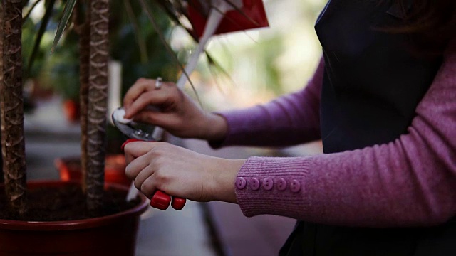 近距离观看女性的手清洁花园修剪在温室