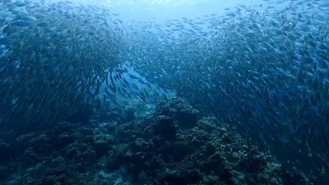 詳情圖-在庫(kù)拉索島附近的加勒比海珊瑚礁中跳舞的誘餌球