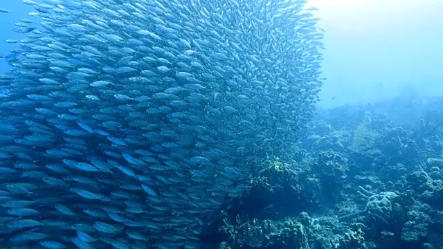 在库拉索岛附近的加勒比海珊瑚礁中跳舞的诱饵球